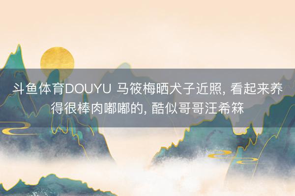 斗鱼体育DOUYU 马筱梅晒犬子近照， 看起来养得很棒肉嘟嘟的， 酷似哥哥汪希箖